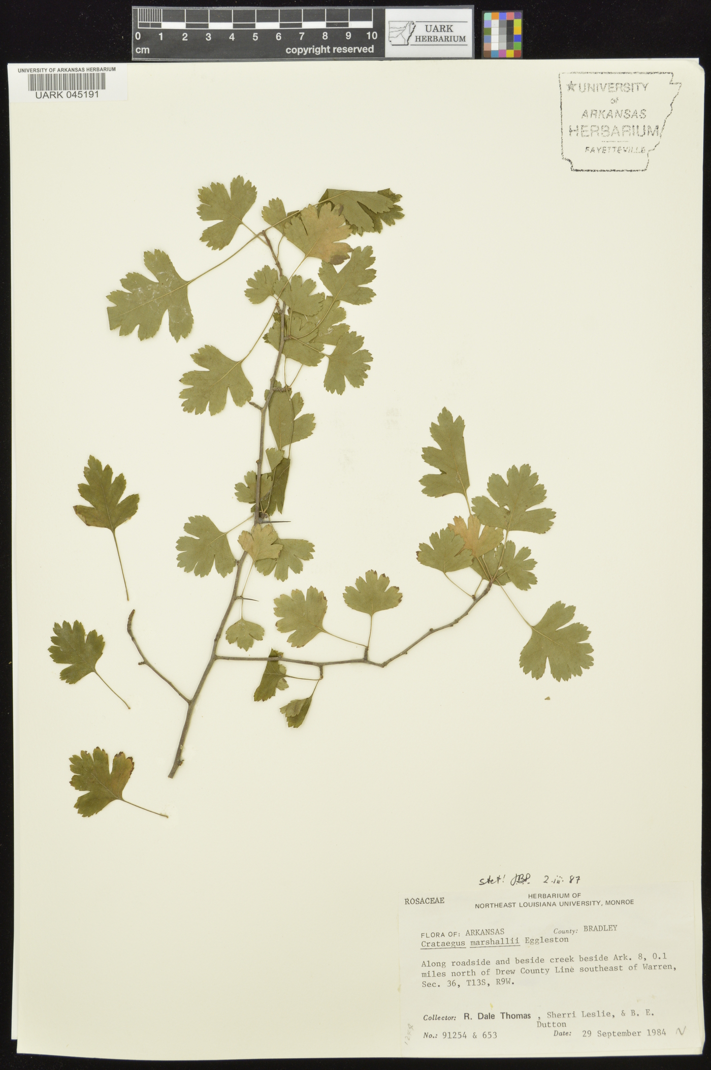 Crataegus marshallii image