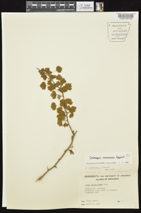 Crataegus marshallii image