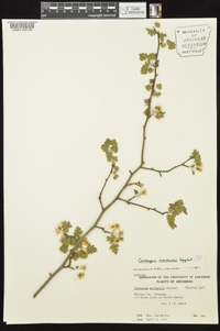 Crataegus marshallii image