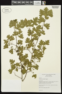 Crataegus marshallii image