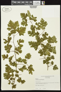 Crataegus marshallii image