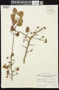 Crataegus marshallii image