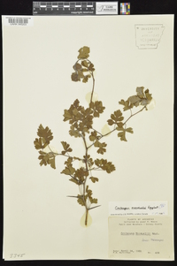 Crataegus marshallii image