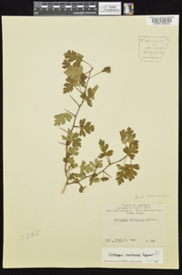 Crataegus marshallii image