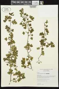 Crataegus marshallii image