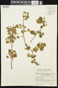 Crataegus marshallii image