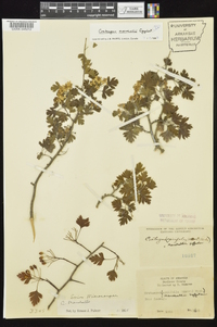 Crataegus marshallii image