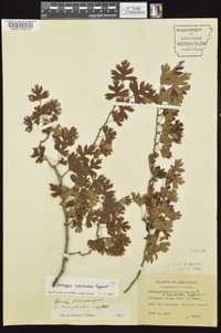 Crataegus marshallii image