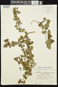 Crataegus marshallii image