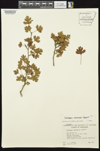 Crataegus marshallii image