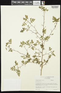 Crataegus marshallii image