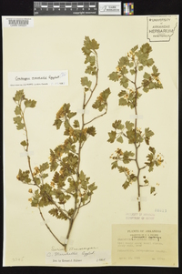 Crataegus marshallii image