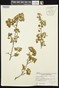 Crataegus marshallii image