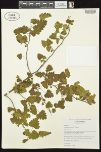 Crataegus marshallii image