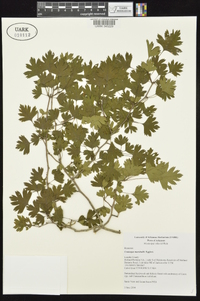 Crataegus marshallii image