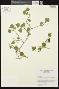 Crataegus marshallii image