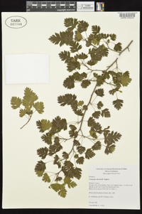 Crataegus marshallii image