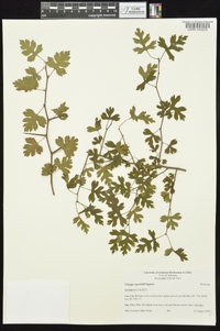 Crataegus marshallii image