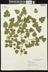 Crataegus marshallii image