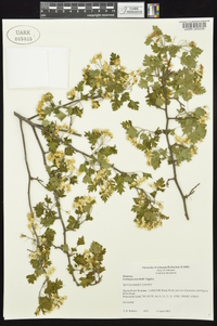 Crataegus marshallii image