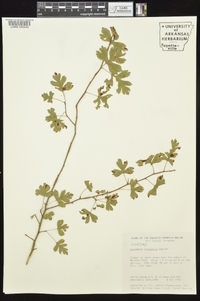 Crataegus marshallii image