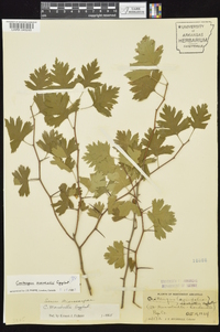 Crataegus marshallii image