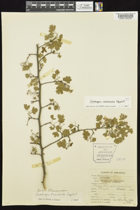 Crataegus marshallii image