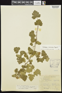 Crataegus marshallii image