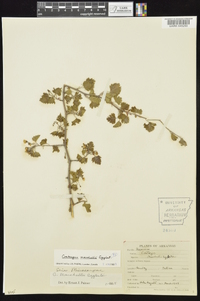 Crataegus marshallii image