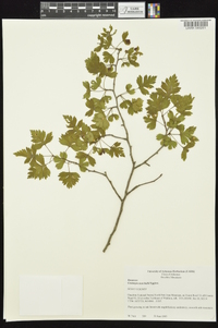 Crataegus marshallii image