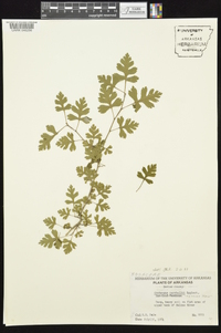 Crataegus marshallii image