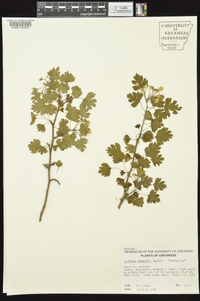 Crataegus marshallii image