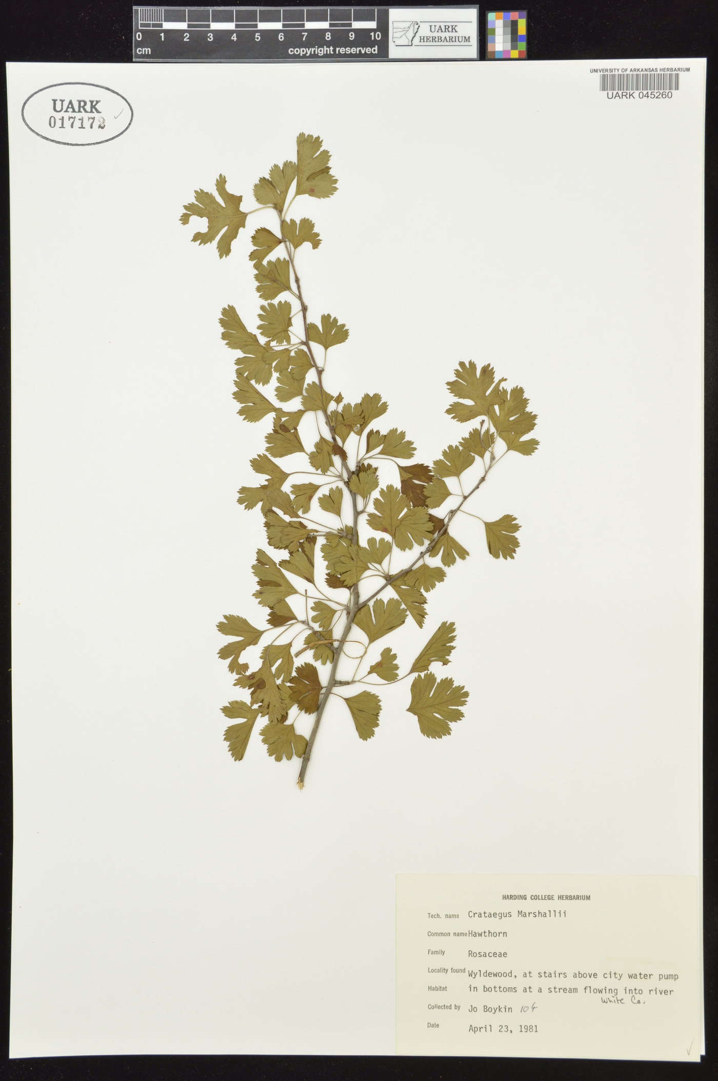 Crataegus marshallii image