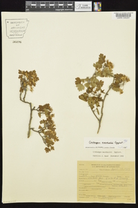 Crataegus marshallii image