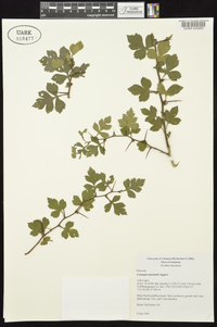 Crataegus marshallii image