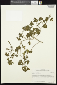 Crataegus marshallii image