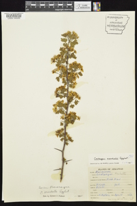 Crataegus marshallii image