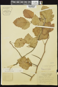 Crataegus mollis image