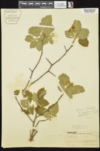 Crataegus mollis image