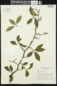 Crataegus opaca image