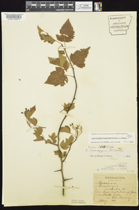 Crataegus phaenopyrum image