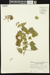 Crataegus phaenopyrum image