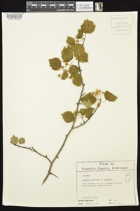 Crataegus pruinosa image