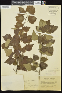 Crataegus pruinosa image