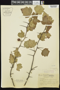 Crataegus pruinosa image