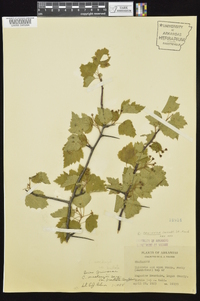 Crataegus pruinosa image