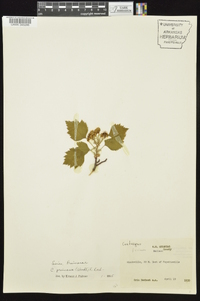 Crataegus pruinosa image