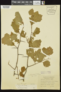 Crataegus pruinosa image