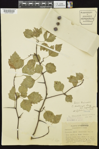 Crataegus pruinosa image