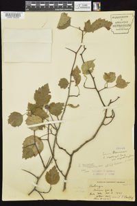 Crataegus pruinosa image